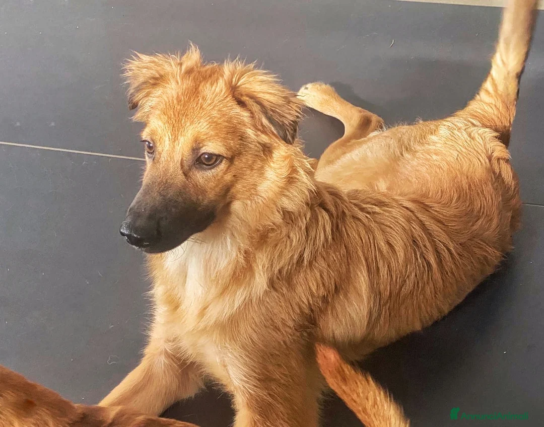 Meticcio cani in regalo: BERGAMOTTO 🩷 UN CIUFFO DI PELO E TANTA VITA a Provincia di Pesaro e Urbino - Annuncio 6