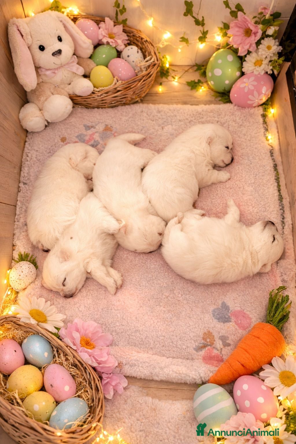 Volpino Pomerania cani in vendita: CUCCIOLI DI SPITZ DI POMERANIA COM PEDIGREE - Annuncio 2