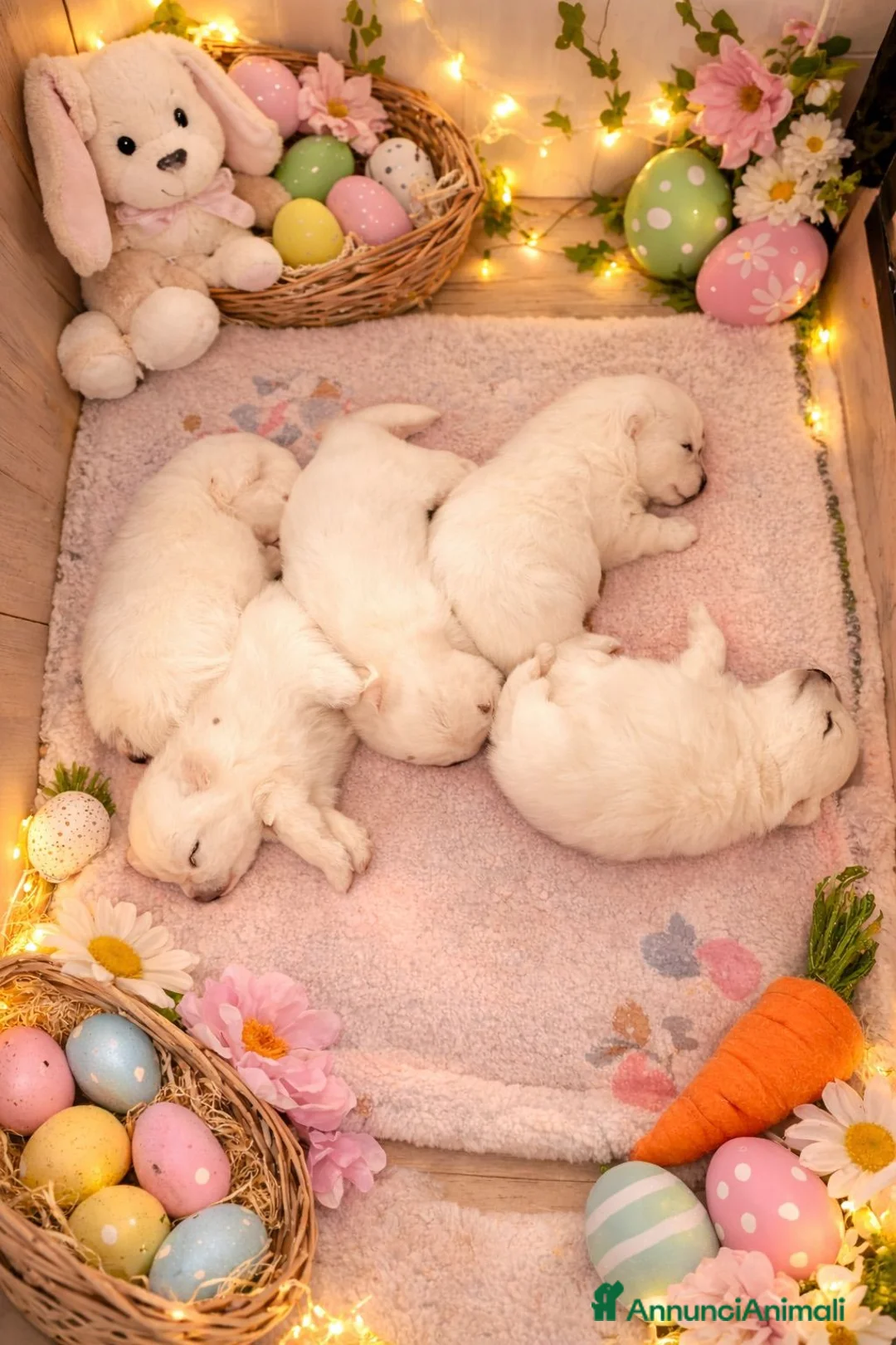 Volpino Pomerania cani in vendita: CUCCIOLI DI SPITZ DI POMERANIA COM PEDIGREE a Città metropolitana di Roma Capitale - Annuncio 2