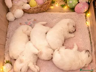 Volpino Pomerania cani in vendita: CUCCIOLI DI SPITZ DI POMERANIA COM PEDIGREE - Annuncio 2