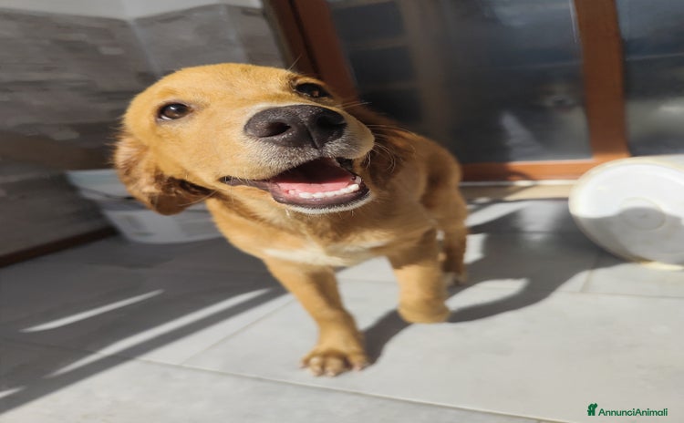 Golden Retriever cani a Città metropolitana di Messina - Annuncio 3