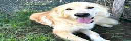 Golden Retriever cani in regalo: FLIPPER, adozione del cuore - Annuncio 1