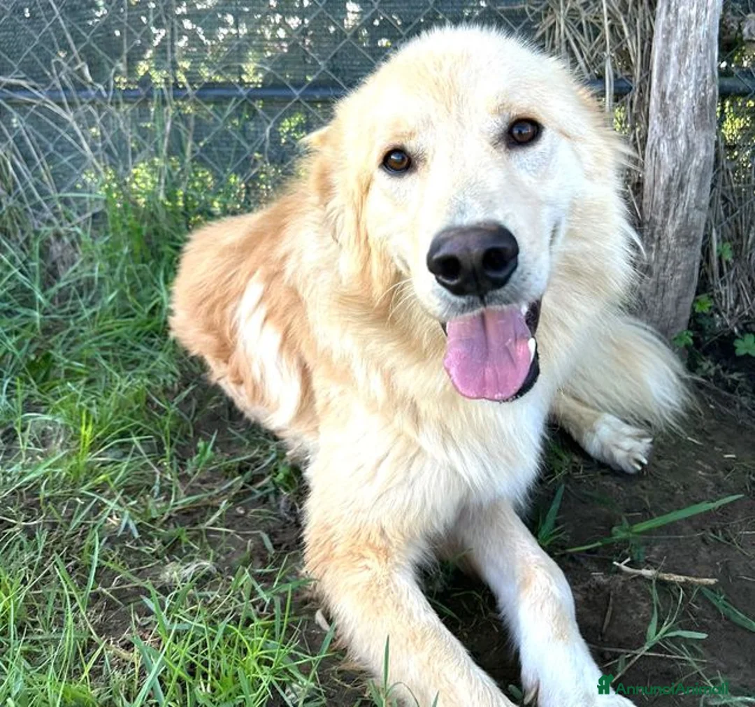 Golden Retriever cani in regalo: FLIPPER, adozione del cuore - Annuncio 1