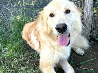Golden Retriever cani FLIPPER, adozione del cuore - Annuncio 1