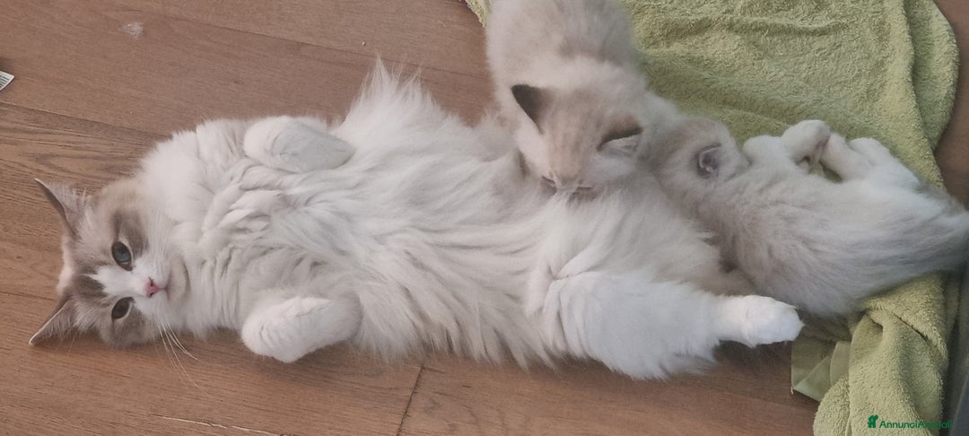 Ragdoll gatti in vendita: ANFI 2 cuccioli Ragodoll disponibili. Milano.. a Città metropolitana di Milano - Immagine 7