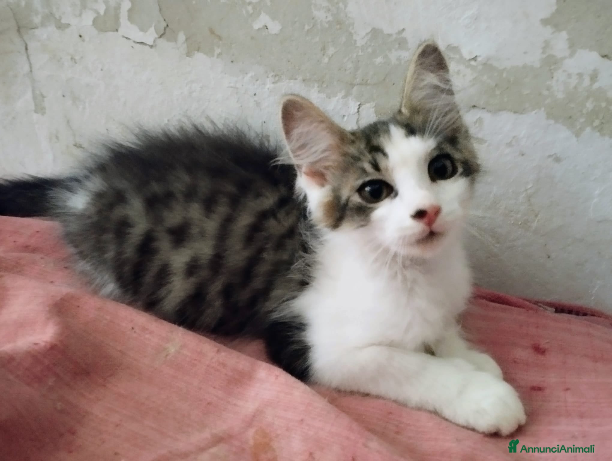 Europeo gatti Dolce lucrezia - Annuncio 6