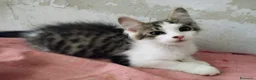 Europeo gatti in regalo: Dolce lucrezia - Annuncio 1