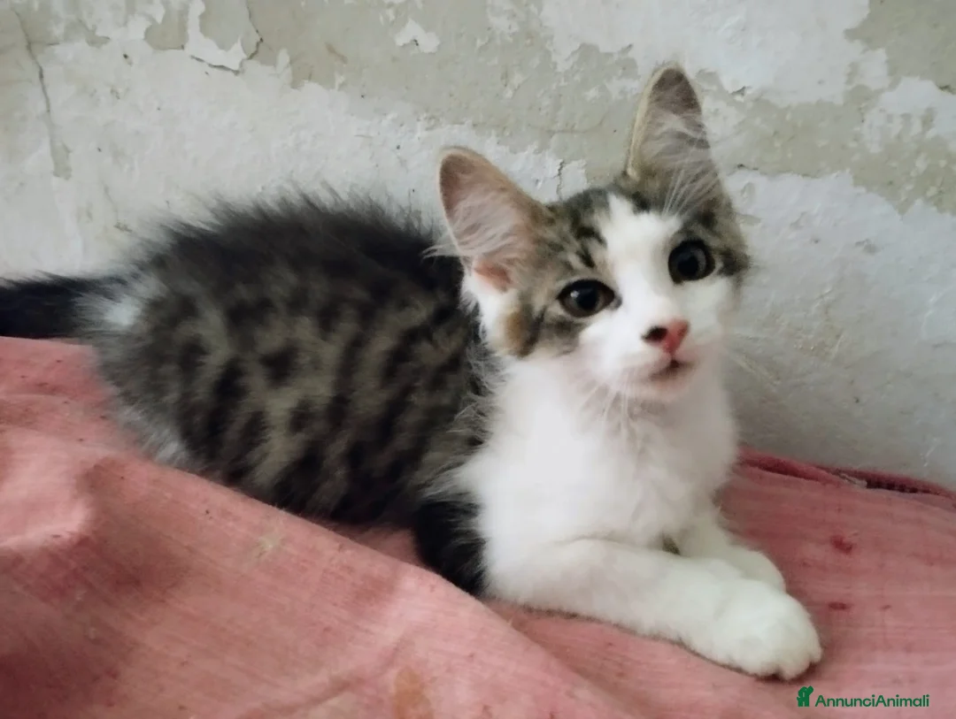 Europeo gatti in regalo: Dolce lucrezia - Annuncio 1