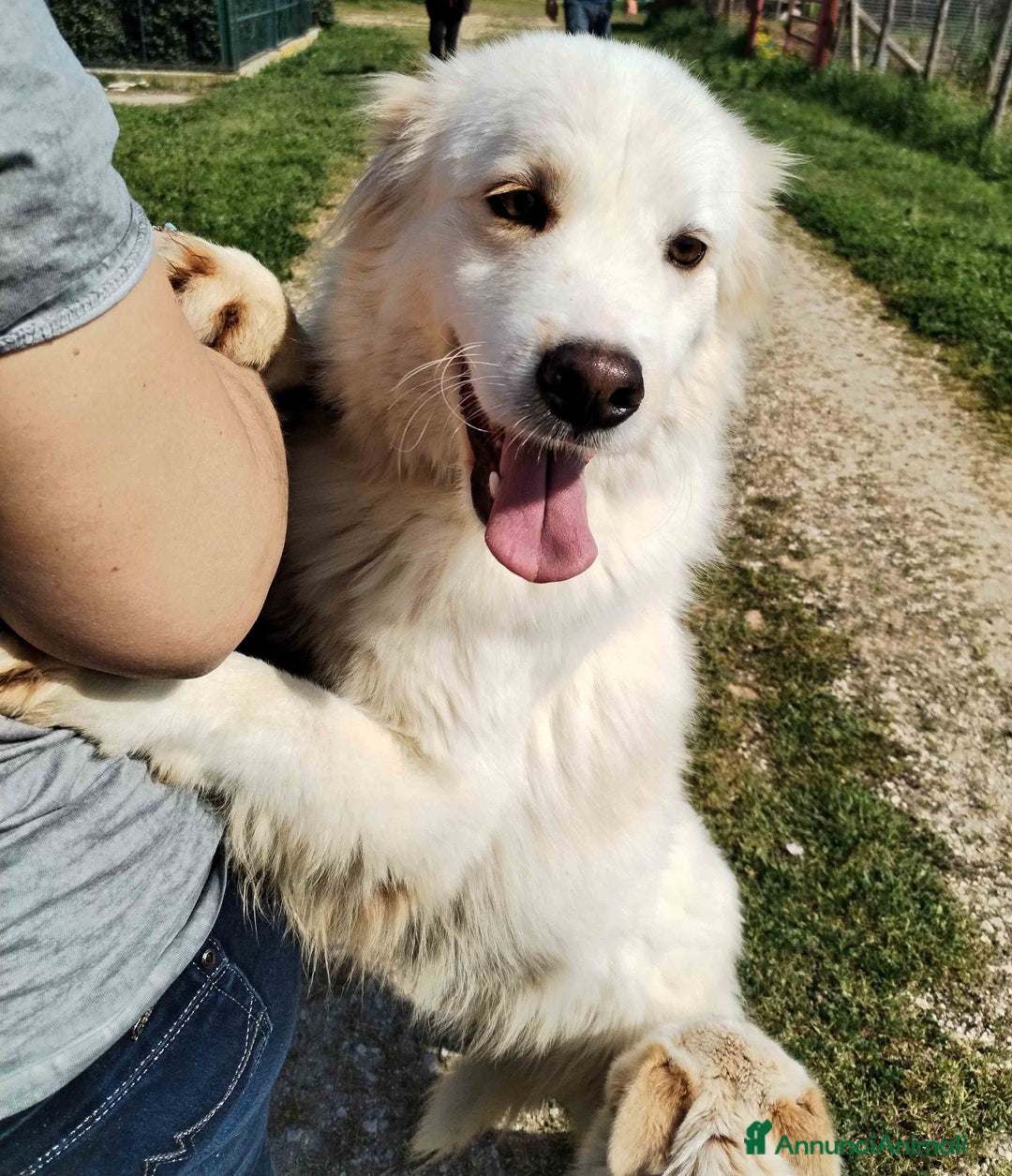 Meticcio cani in regalo: Scirocco maremmano dagli occhi pieni d amore a Provincia di Latina - Annuncio 1