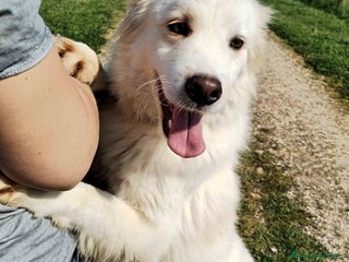 Meticcio cani Scirocco maremmano dagli occhi pieni d amore a Provincia di Latina - Annuncio 12