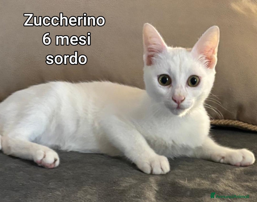 Europeo gatti in regalo: MICINI ABBANDONATI! URGENTE  - Annuncio 15