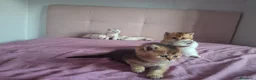 Scottish gatti in vendita: Gattini Scottish Straight  - Annuncio 7