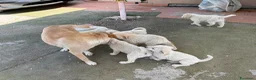 Meticcio cani in regalo: Cuccioli Simil Labrador in regalo a Città metropolitana di Roma Capitale - Annuncio 6