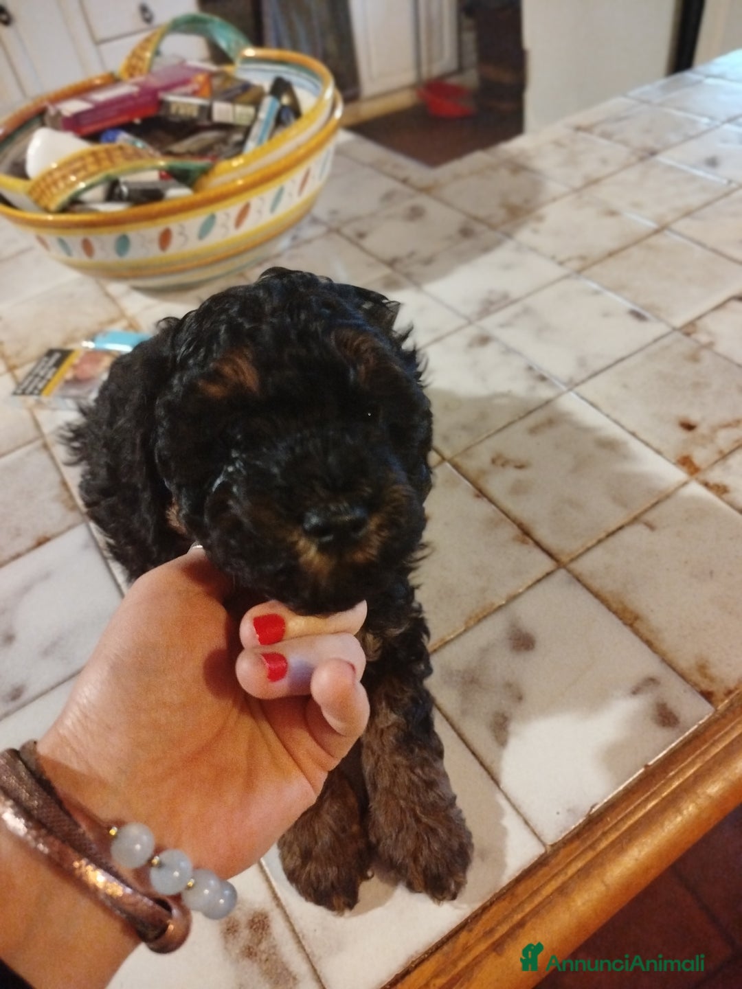 Barboncino cani in vendita: cuccioli Phantom  - Annuncio 7