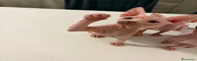 Luca