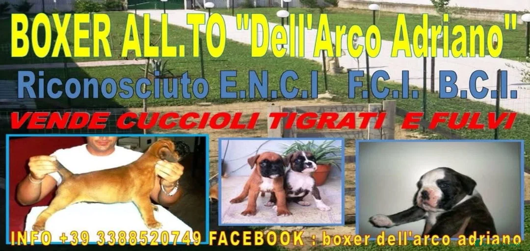 Immagine della galleria {{count}}
