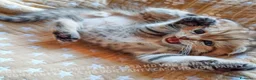 Scottish gatti in vendita: Cuccioli Scottish Fold con Pedigree - Annuncio 11