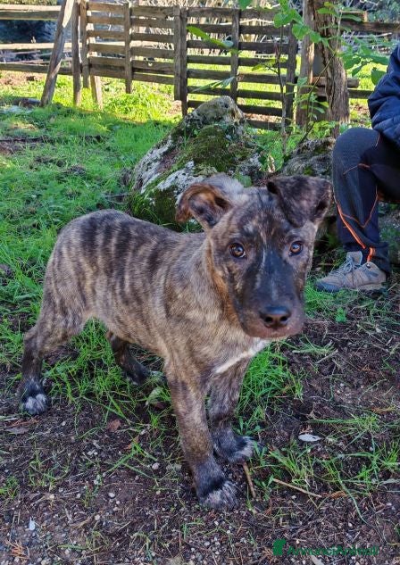 Meticcio cani Cucciolo rimasto solo tg media - Annuncio 7