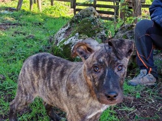 Meticcio cani in regalo: Cucciolo rimasto solo tg media - Annuncio 2