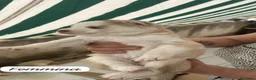 Husky cani in vendita: Husky (NO PEDIGREE) - Annuncio 5