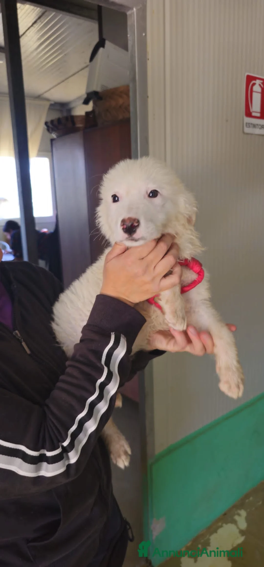 Meticcio cani in regalo: KOALA, IRIS, LADY OSCAR, ENYA E FUNNY - Annuncio 6