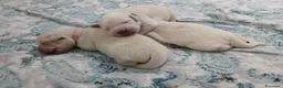 Golden Retriever cani in vendita: Golden Retriever linea inglese - Annuncio 1