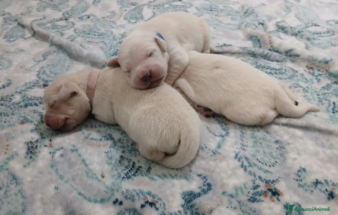 Golden Retriever cani in vendita: Golden Retriever linea inglese - Annuncio 1