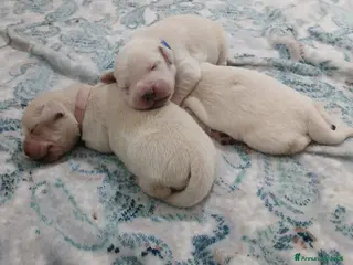 Golden Retriever cani Golden Retriever linea inglese - Annuncio 33