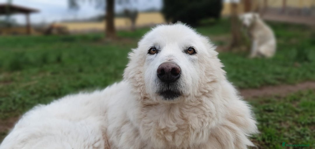 Pastore Maremmano cani in regalo: RINO, batuffolo tutto pelo e dolcezza - Immagine 10
