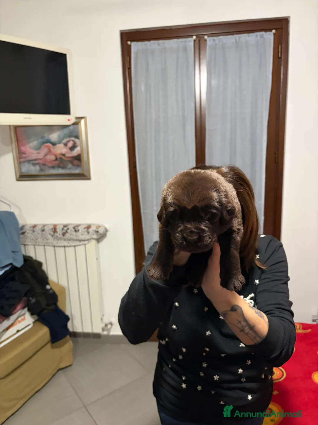 Terranova cani in vendita: Cuccioli terranova - Annuncio 5