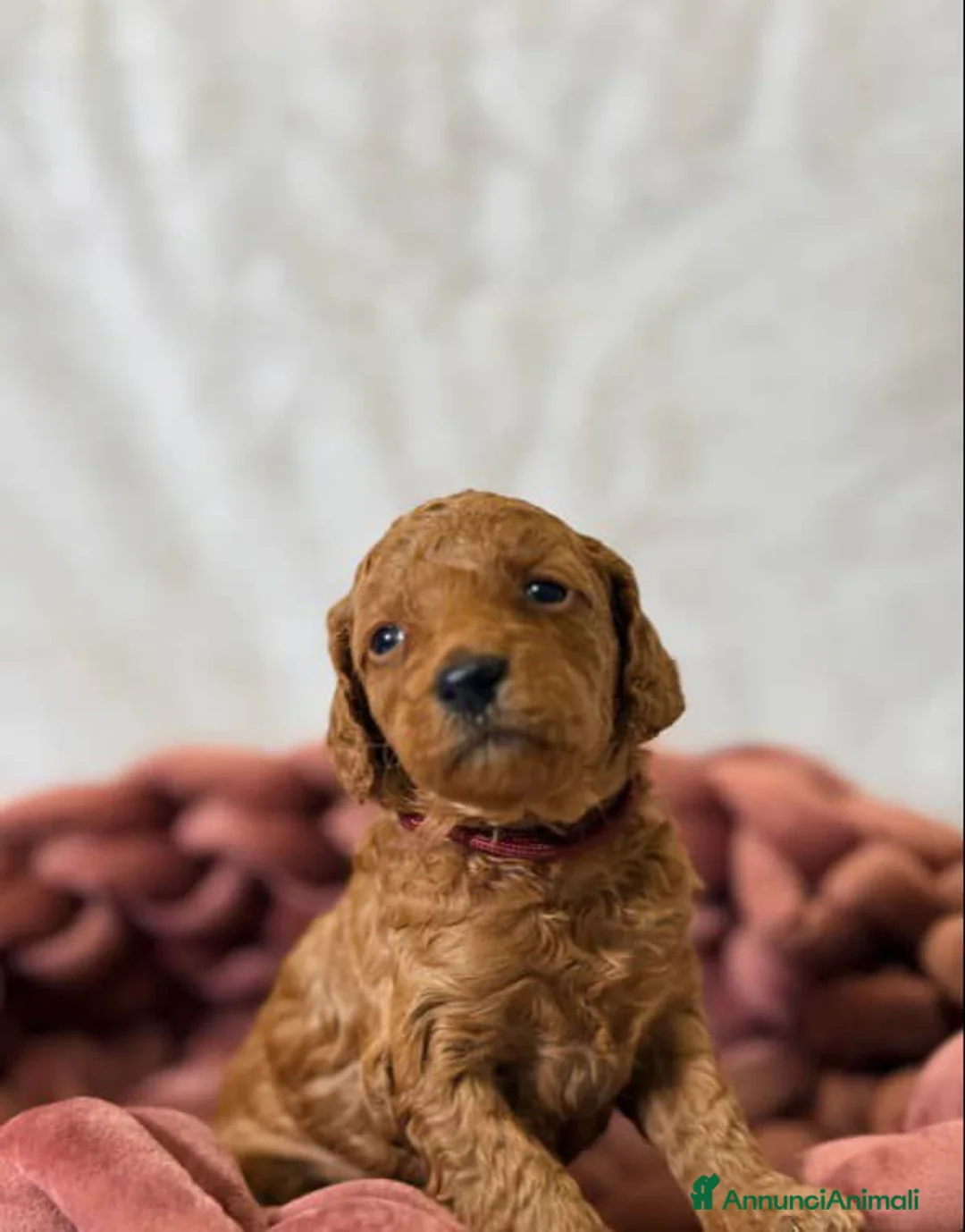 Barboncino Toy cani in vendita: Cuccioli di barboncino Toy rosso asiatico Toy barb - Annuncio 18