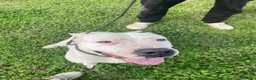 Dogo Argentino cani in vendita: CUCCIOLI DOGO ARGENTINO - Annuncio 3