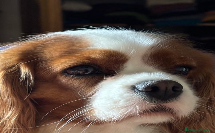 Cavalier King cani - Annuncio 4