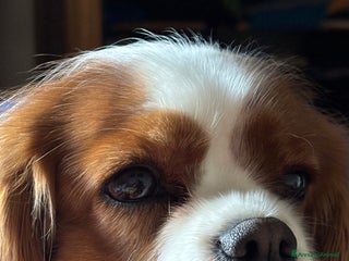 Cavalier King cani Cuccioli di Cavalier King nati in casa ❤️ - Annuncio 32