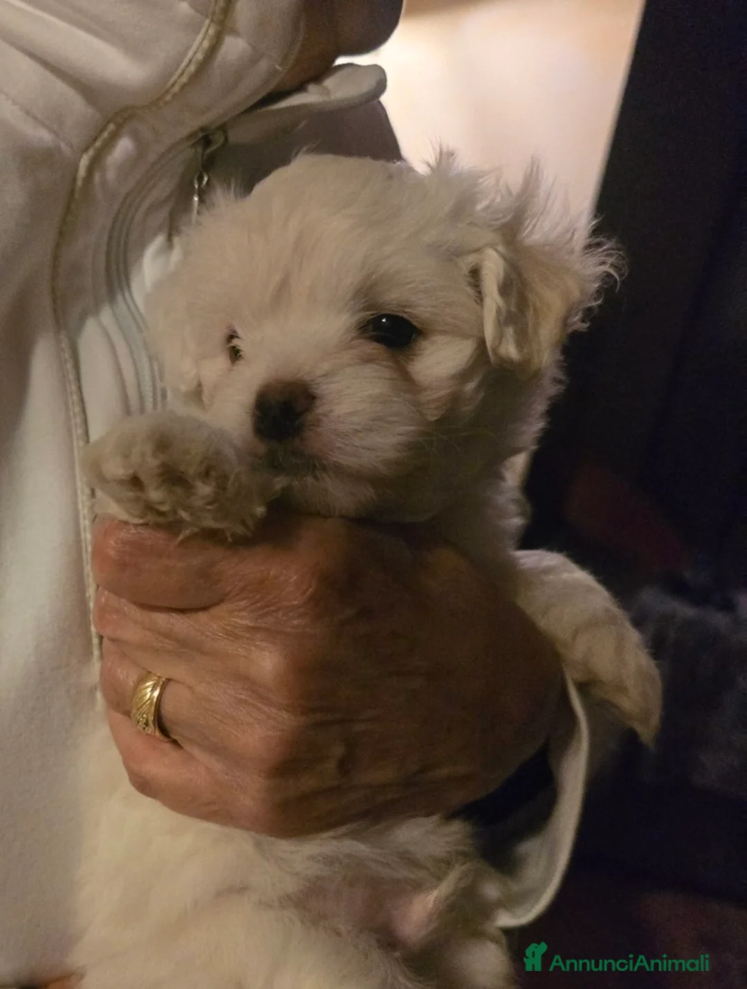 Maltese cani in vendita: Maltese Maschietto - Annuncio 2