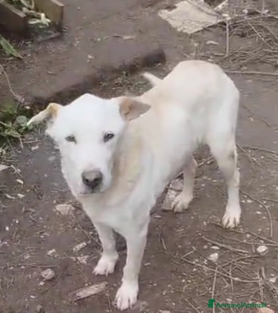 Meticcio cani Teo 9ANNI DI SILENZIOSA SOFFERENZA IN CANILE.ROMA a Città metropolitana di Milano - Annuncio 24