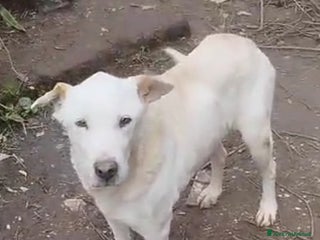 Meticcio cani Teo 9ANNI DI SILENZIOSA SOFFERENZA IN CANILE.ROMA a Città metropolitana di Milano - Annuncio 27