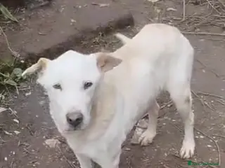 Meticcio cani Teo 9ANNI DI SILENZIOSA SOFFERENZA IN CANILE.ROMA a Città metropolitana di Milano - Annuncio 36