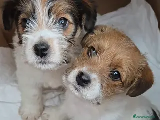 Jack Russell cani Cuccioli Jack Russell broken e ruvidi con pedigree - Annuncio 2