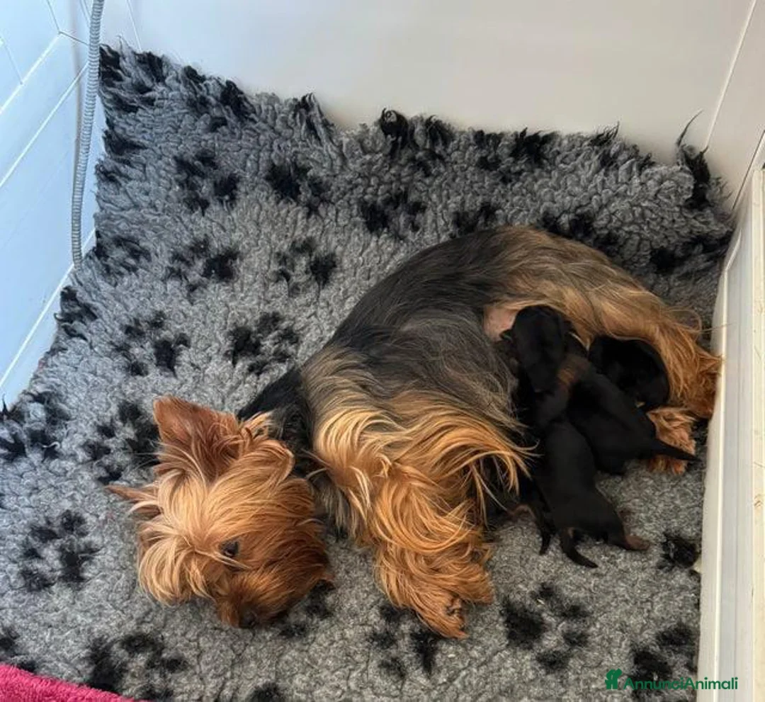 Yorkshire cani in vendita: Yorkshire Terrier Miniatura  - Annuncio 2