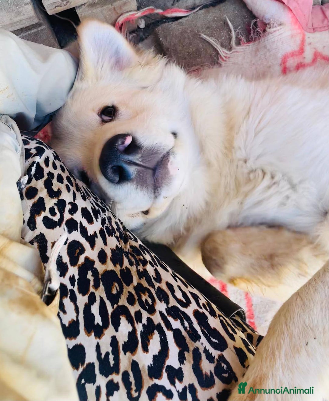 Meticcio cani in regalo: IL TENERISSIMO AIKO - Annuncio 4