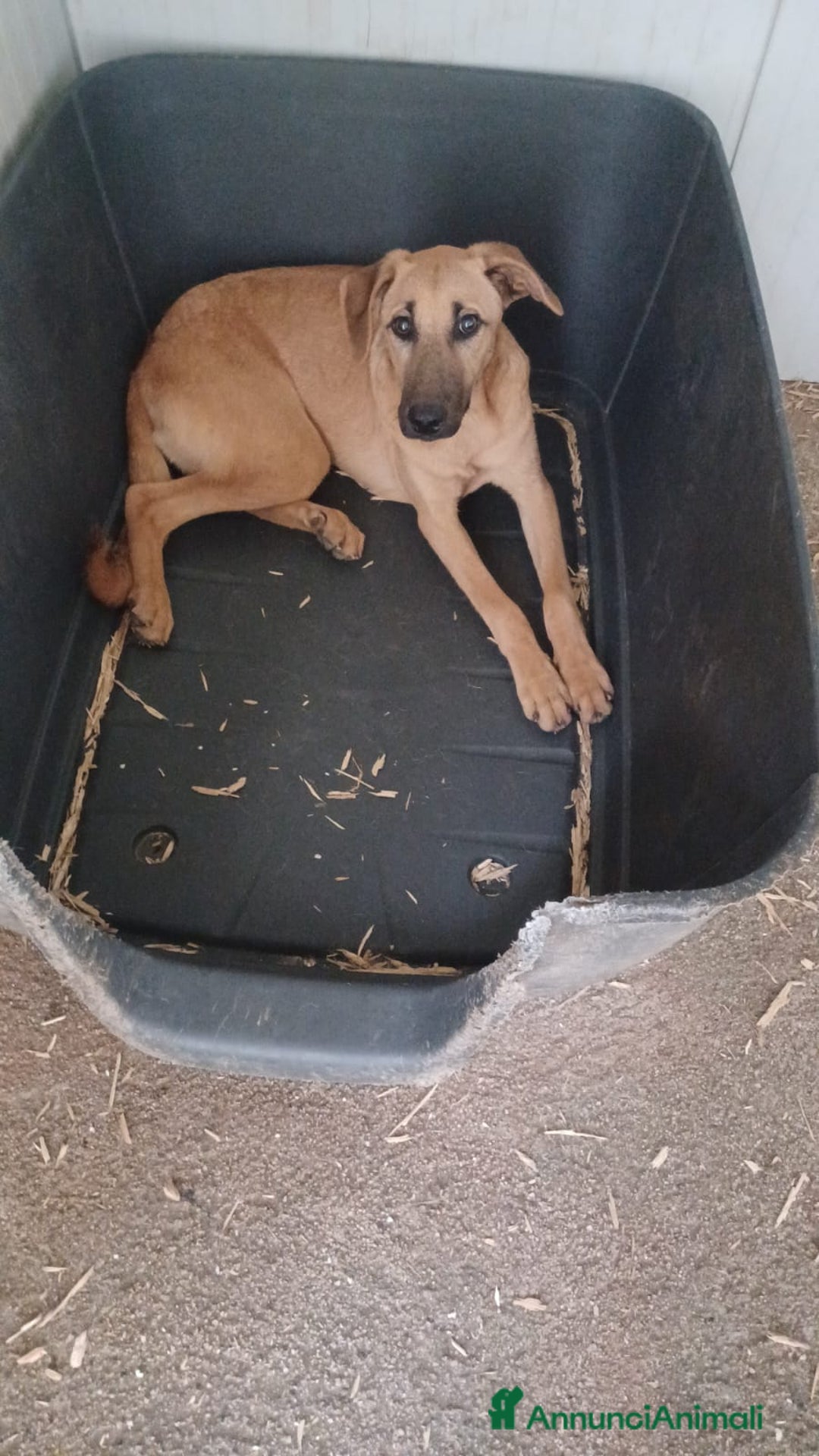 Meticcio cani in regalo: LA DOLCE ALBICOCCA a Città metropolitana di Roma Capitale - Annuncio 2