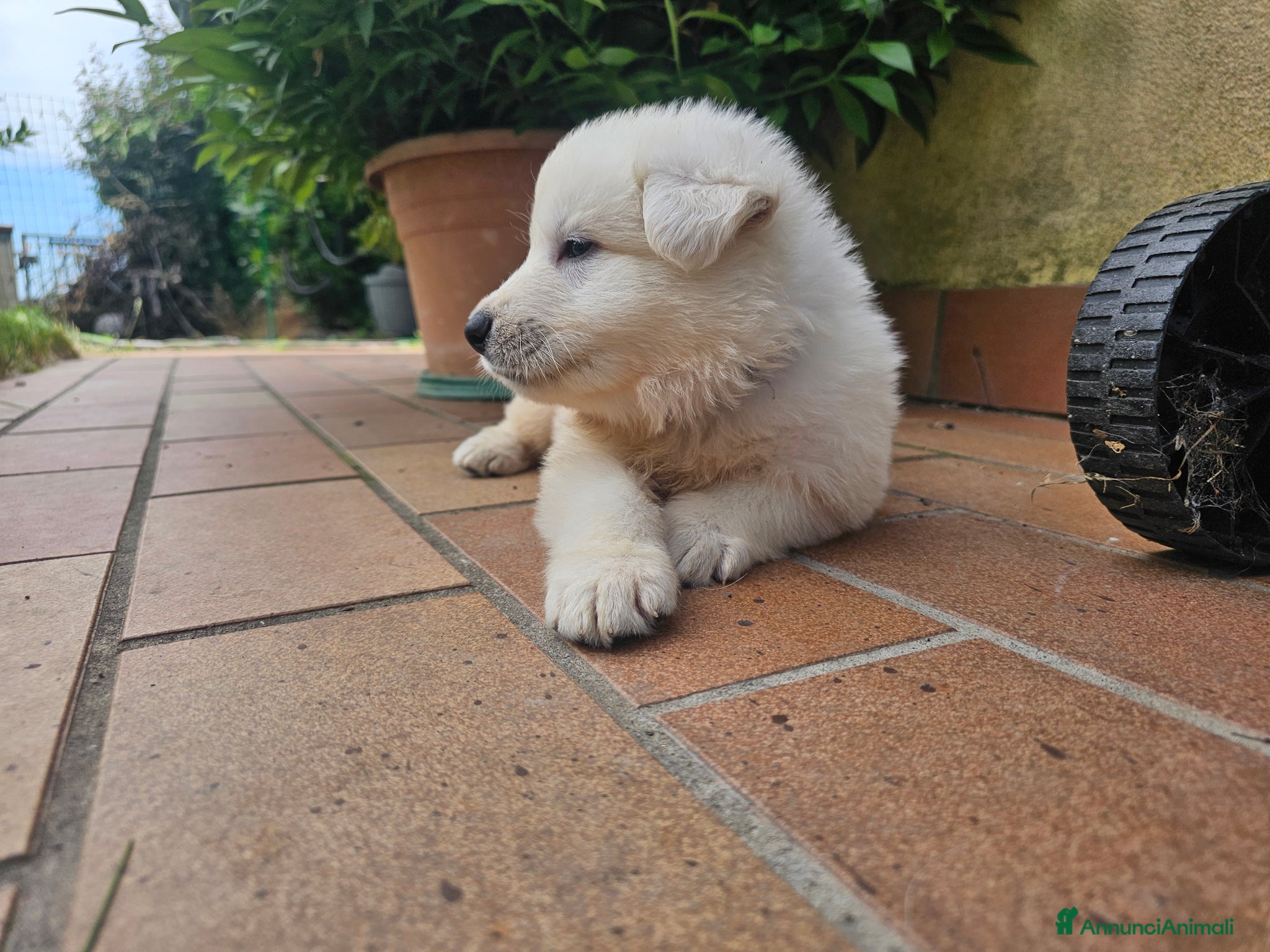 Pastore Svizzero cani cucciolo pastore svizzero bianco a pelo lungo  - Annuncio 1