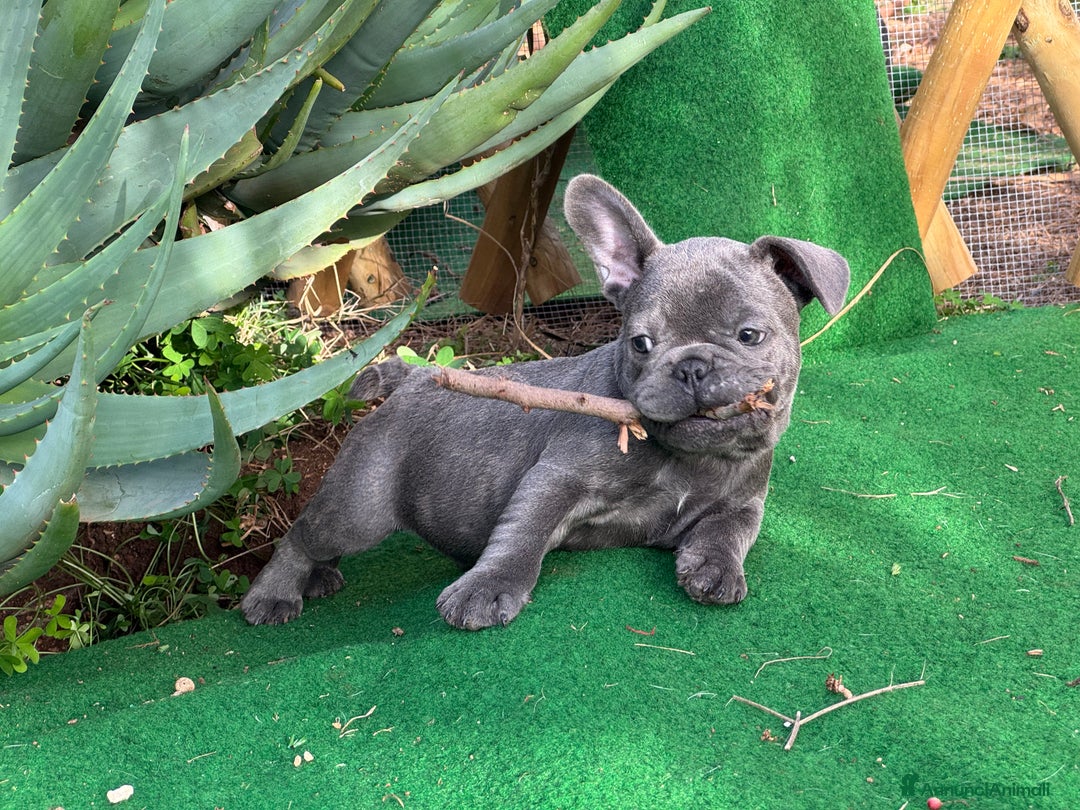 Bulldog Francese cani in vendita: Bulldog francese maschi esotici - Annuncio 20