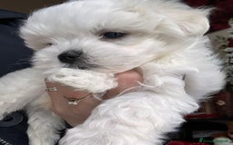 Maltese cani in vendita: Cuccioli di maltese  a Città metropolitana di Milano - Immagine 8