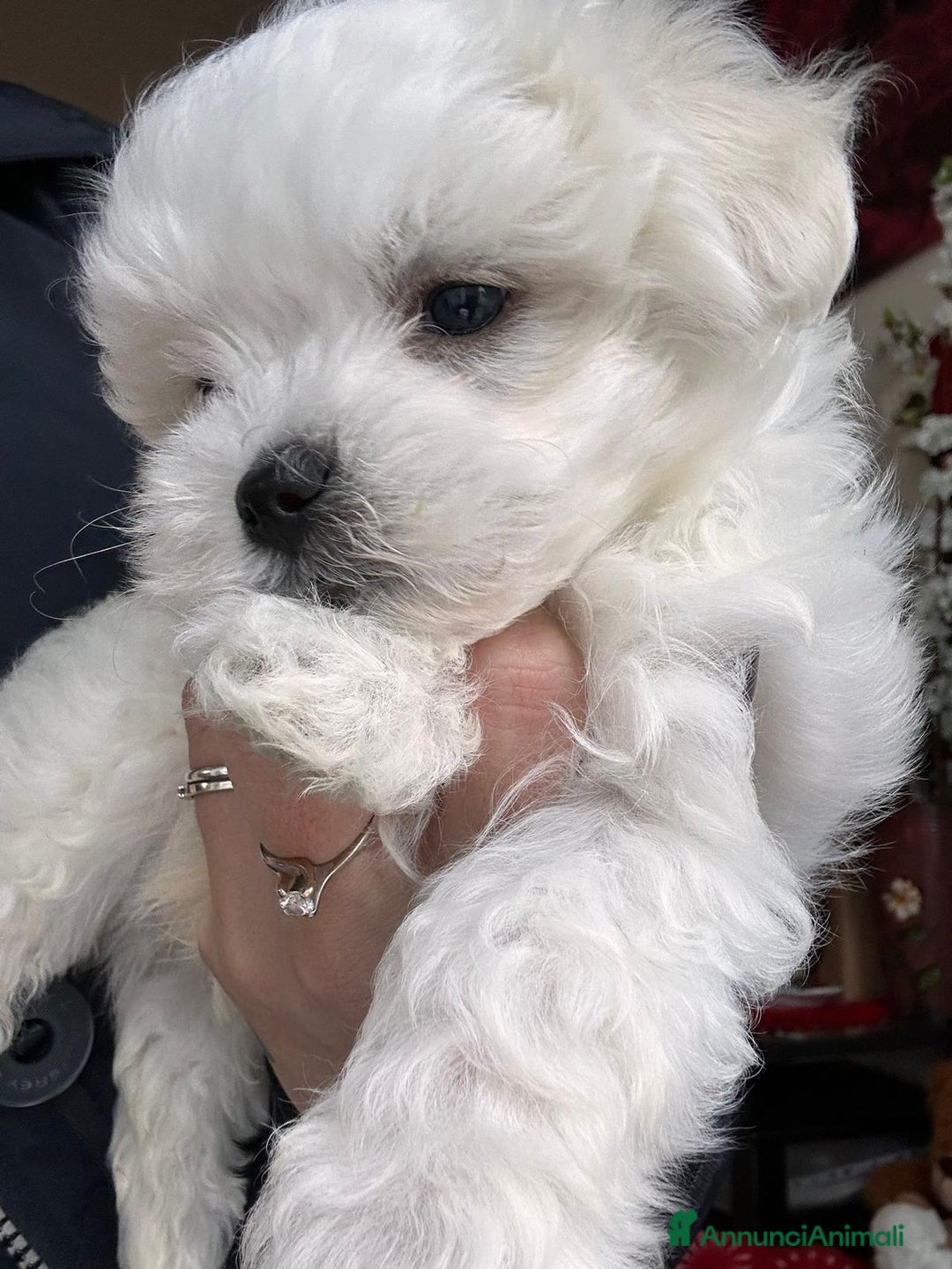 Maltese cani in vendita: Cuccioli di maltese  a Città metropolitana di Milano - Immagine 8