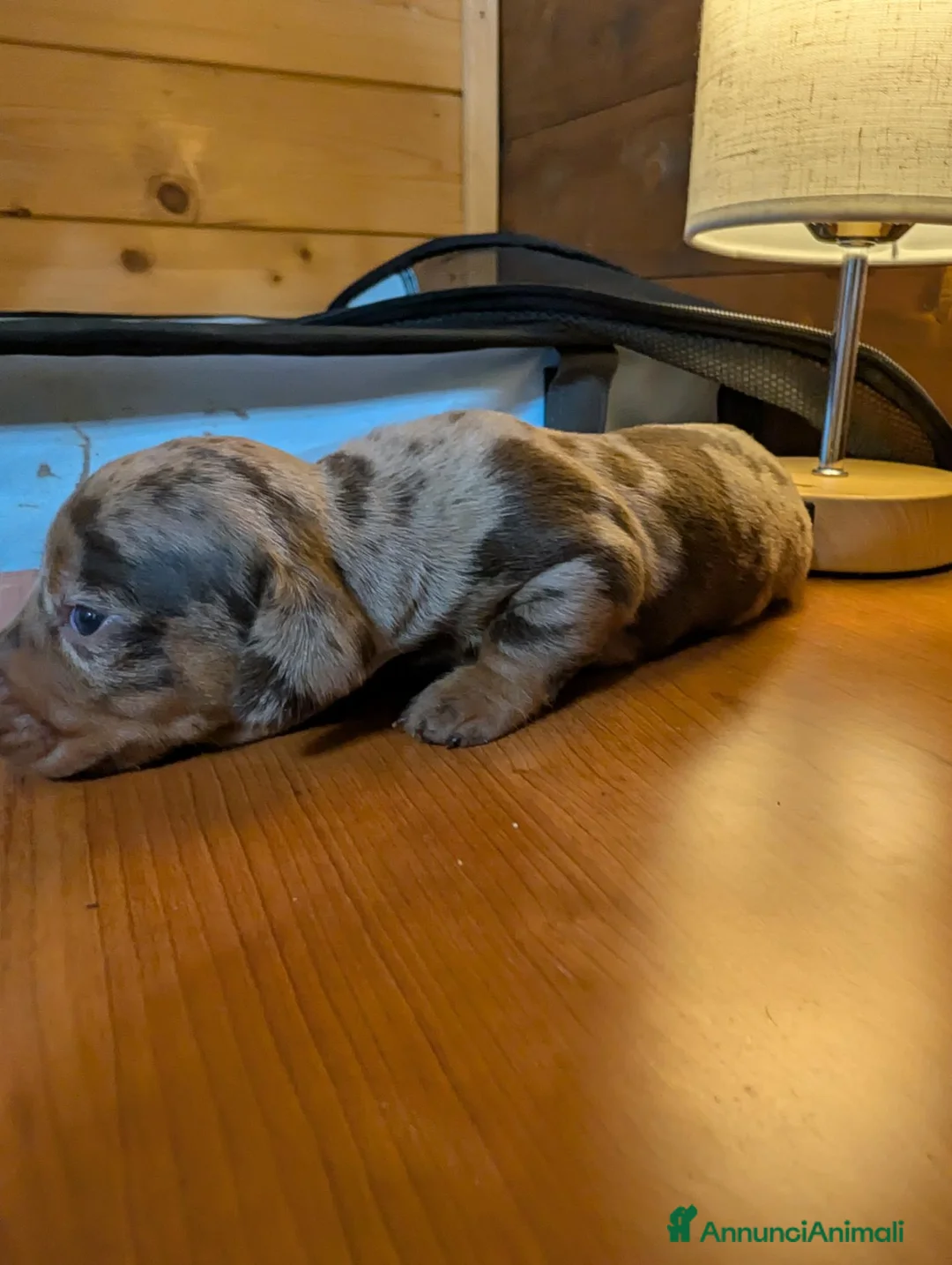 Bassotto cani in vendita: Cuccioli di Bassotto Kaninchen a pelo corto - Annuncio 7