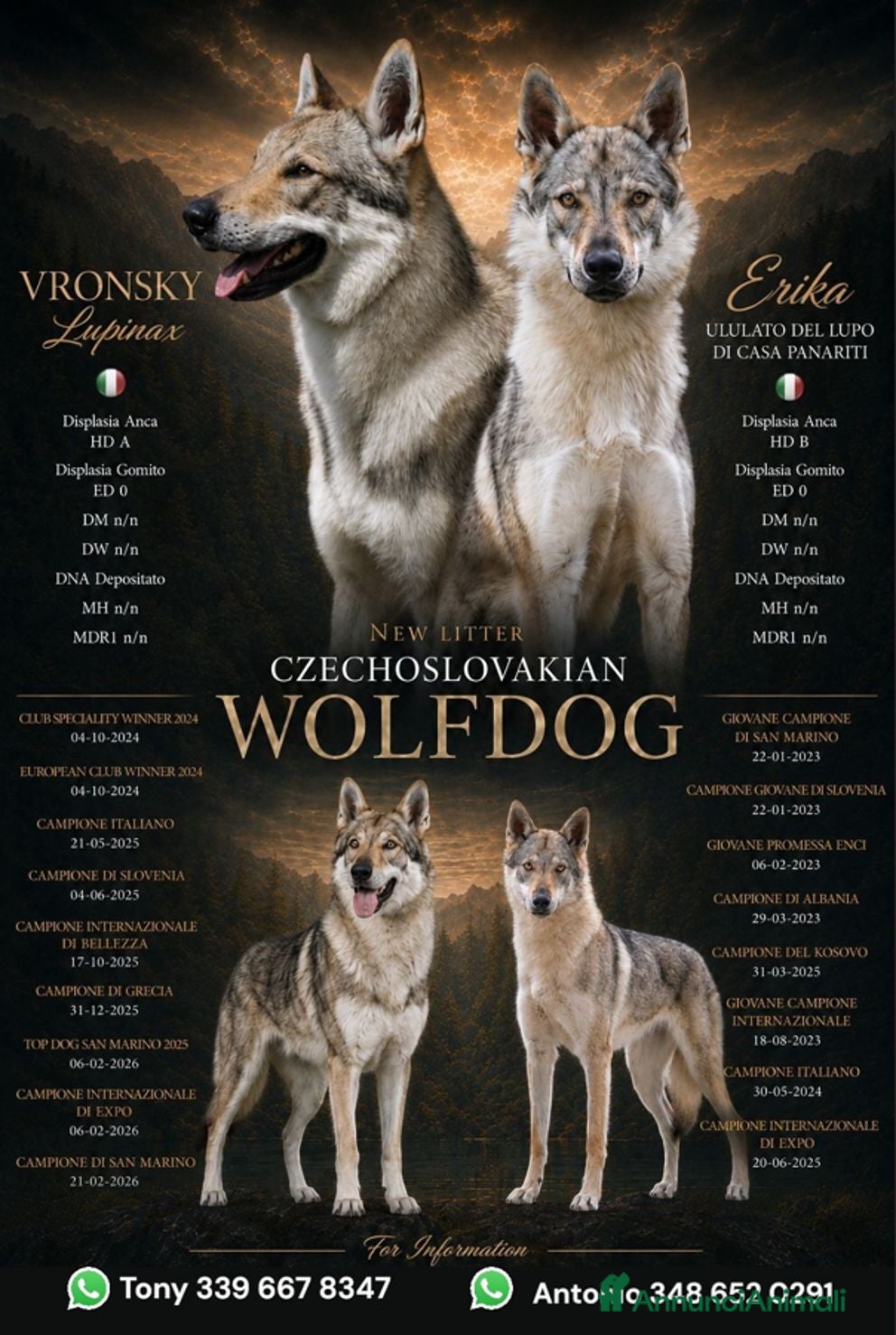 Lupo Cecoslovacco cani Lupo Cecoslovacco - Annuncio 1