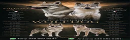 Lupo Cecoslovacco cani in vendita: Lupo Cecoslovacco - Annuncio 1