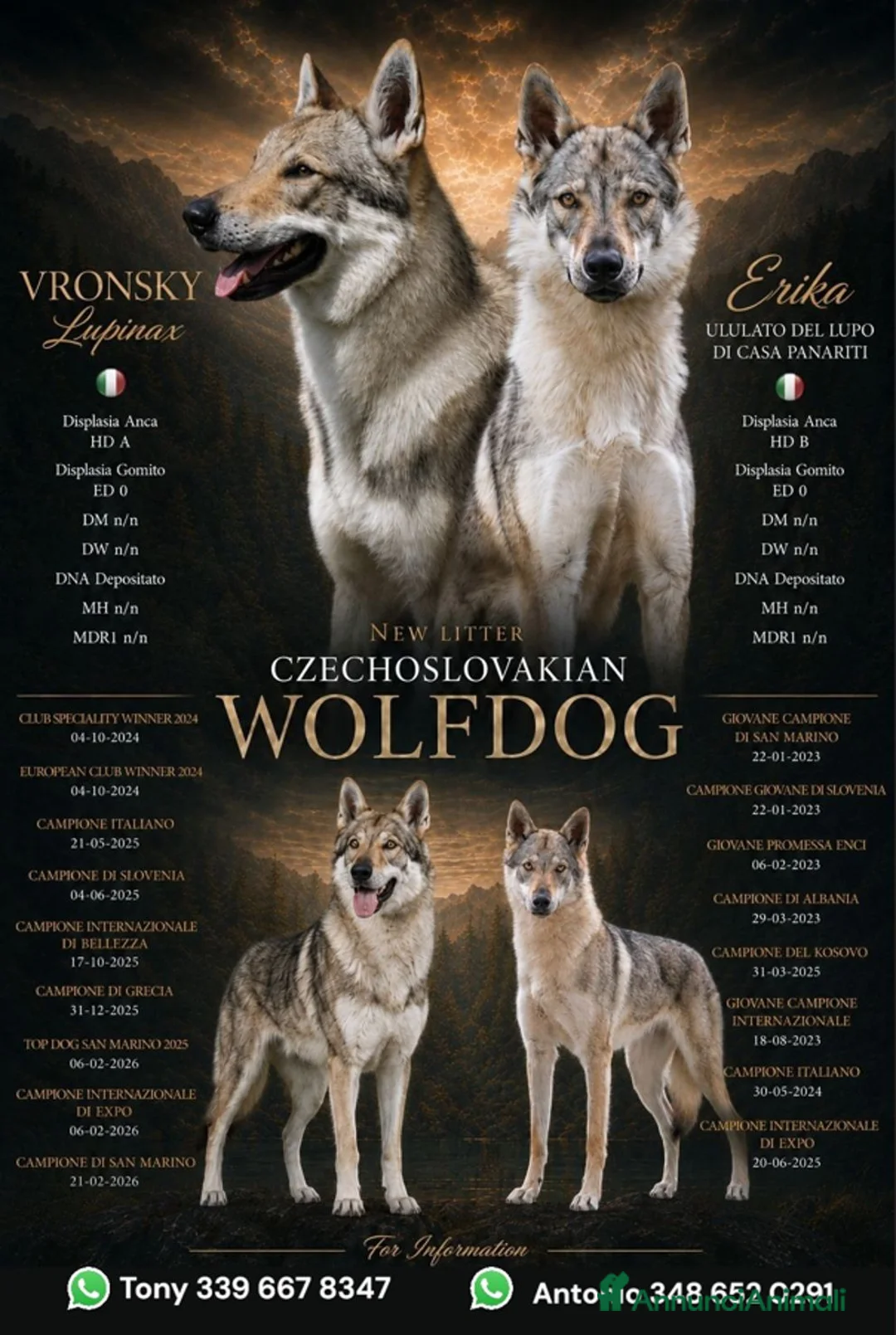 Lupo Cecoslovacco cani in vendita: Lupo Cecoslovacco - Annuncio 1